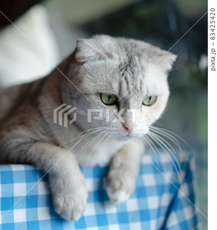 Cute kitty cat relaxing at home. Pet at home Cute kitty cat relaxing at home. Pet at home 83425420