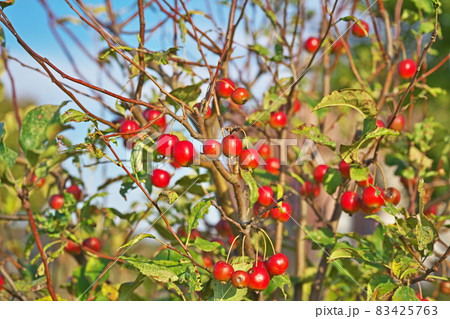 真赤なヒメリンゴの実（秋） 83425763