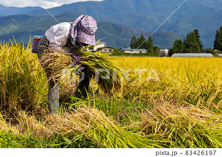 秋 稲刈り 農作業をする女性 秋 稲刈り 農作業をする女性 83426197