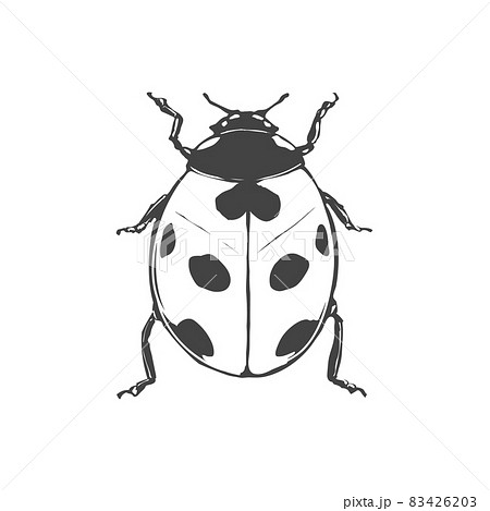 テントウムシのモノクロイラストのイラスト素材 4263
