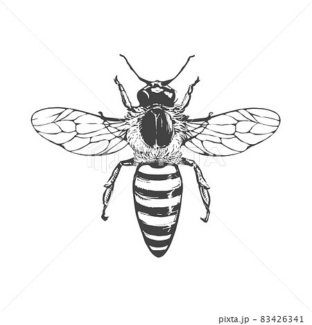 Monochrome Illustration Of A Bee Stock Illustration