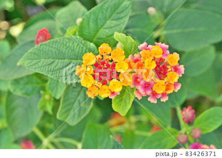 カラフルなランタナの花 秋 の写真素材