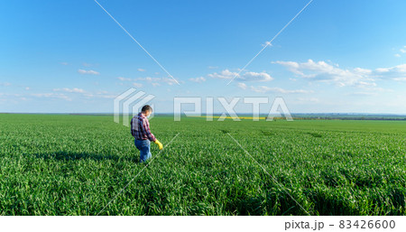 a man as a farmer poses in a field, dressed in a plaid shirt and jeans, protective face mask and rubber gloves, checks and inspects young sprouts crops of wheat, barley or rye, or other cereals 83426600