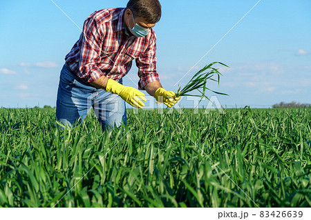 a man as a farmer poses in a field, dressed in a plaid shirt and jeans, protective face mask and rubber gloves, checks and inspects young sprouts crops of wheat, barley or rye, or other cereals 83426639
