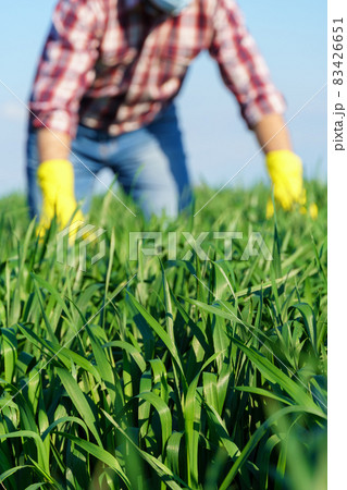 a man as a farmer poses in a field, dressed in a plaid shirt and jeans, protective face mask and rubber gloves, checks and inspects young sprouts crops of wheat, barley or rye, or other cereals a man as a farmer poses in a field, dressed in a plaid shirt and jeans, protective face mask and rubber gloves, checks and inspects young sprouts crops of wheat, barley or rye, or other cereals 83426651