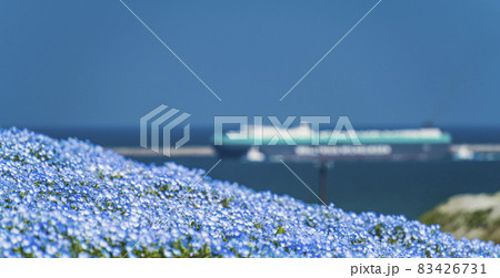 ネモフィラ花畑と茨城港の大型船【茨城県・ひたちなか市】 ネモフィラ花畑と茨城港の大型船【茨城県・ひたちなか市】 83426731