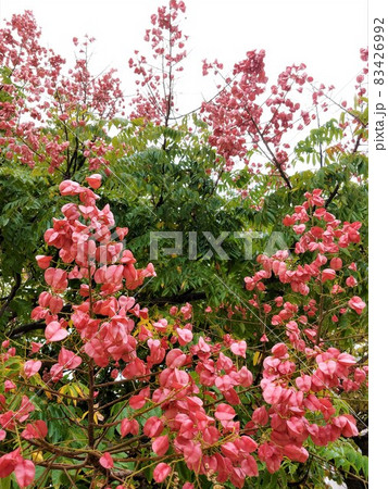 沖縄のタイワンモクゲンジ 沖縄のタイワンモクゲンジ 83426992