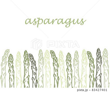 Template with growing sprouts of asparagus, vector illustration. Template with growing sprouts of asparagus, vector illustration. 83427401