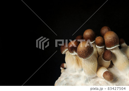 Micro growing of Psilocybe Cubensis mushrooms on white background. Micro growing of Psilocybe Cubensis mushrooms on white background. 83427504