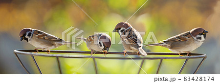 Group of birds sitting on metal stand. Tree sparrow (Passer montanus) 83428174