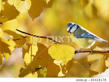 The little songbird perching on branch of yellow autumn birch. The blue tit ( Parus caeruleus ) 83428178