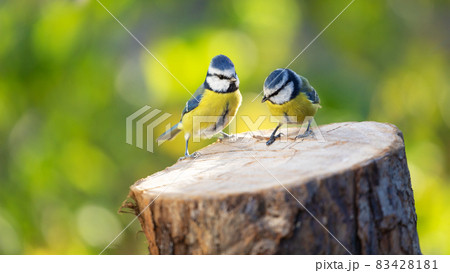 Two little songbirds sitting on the tree stump on green background. The blue tit ( Parus caeruleus ) 83428181