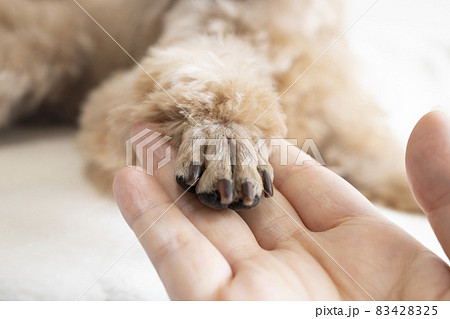 女性の手に前足を差し出すかわいい小型犬の写真素材 4225