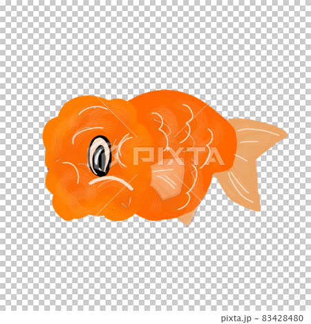 金魚 金魚 83428480