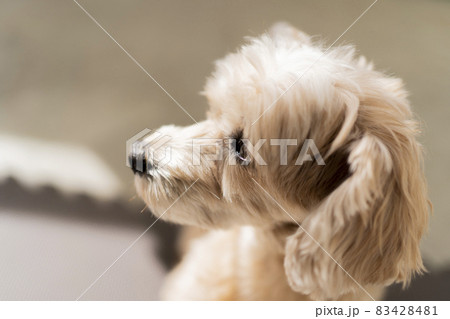 可愛い小型犬の横顔 83428481
