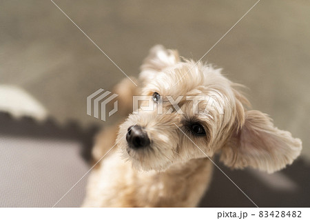太陽の光の下でまぶしそうなしぐさの可愛い小型犬 太陽の光の下でまぶしそうなしぐさの可愛い小型犬 83428482