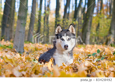 portrait of siberian Husky portrait of siberian Husky 83428492
