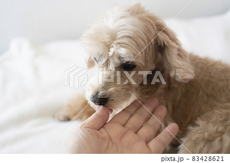 飼い主と触れ合うかわいい小型犬の写真素材