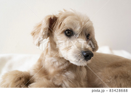 じっと座って見つめるかわいいアプリコットの小型犬【マルプー】 83428688
