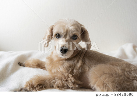 じっと座って見つめるかわいいアプリコットの小型犬【マルプー】 83428690