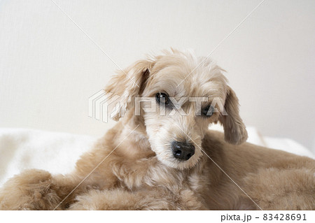 じっと座って見つめるかわいいアプリコットの小型犬【マルプー】 83428691