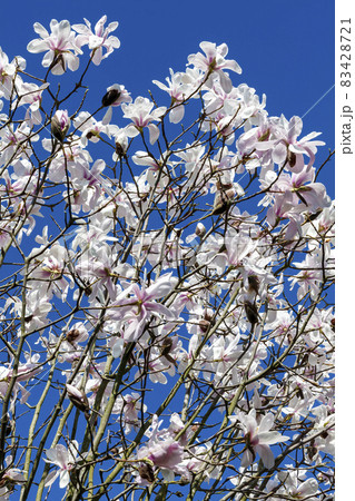 White pink magnolia salicifolia blossom 83428721