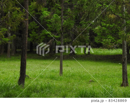 三輪の里 稲穂 三輪の里 稲穂 83428869