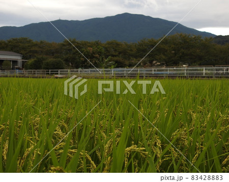三輪の里 稲穂 三輪の里 稲穂 83428883