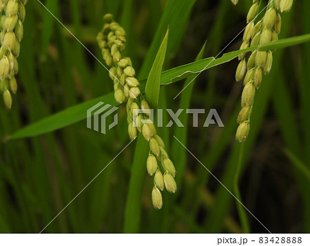 三輪の里 稲穂 三輪の里 稲穂 83428888