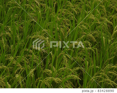 三輪の里 稲穂 三輪の里 稲穂 83428890