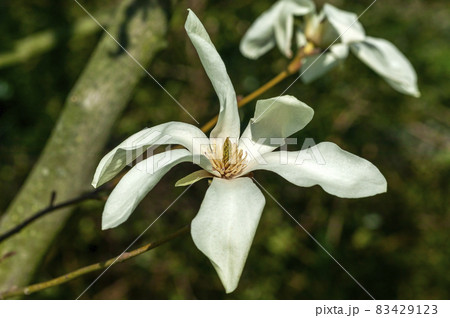 Magnolia x proctoriana 83429123