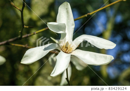 Magnolia x proctoriana 83429124