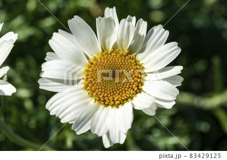 Rhodanthemum hosmariense Moroccan daisy, 83429125