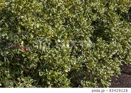 Griselinia littoralis 'Variegata' Griselinia littoralis 'Variegata' 83429128