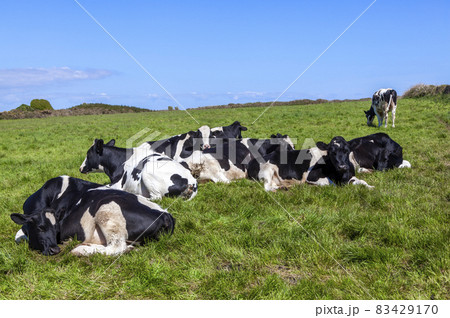 Holstein friesian cows Holstein friesian cows 83429170