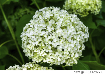 Hydrangea arborescens 'Annabelle' a summer flowering shrub plant with a white summertime flower which opens from July to September and commonly known as smooth hydrangea stock photo image Hydrangea arborescens 'Annabelle' a summer flowering shrub plant with a white summertime flower which opens from July to September and commonly known as smooth hydrangea stock photo image 83429272
