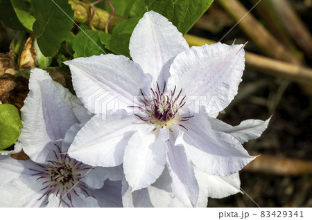 Clematis 'Snow Queen' 83429341