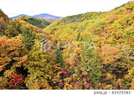 裏磐梯 中津川渓谷の紅葉 83429383