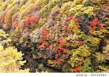 裏磐梯 中津川渓谷の紅葉 83429384