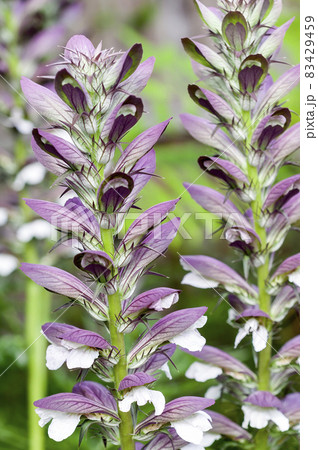 Acanthus mollis Bear's Breeches Acanthus mollis Bear's Breeches 83429459