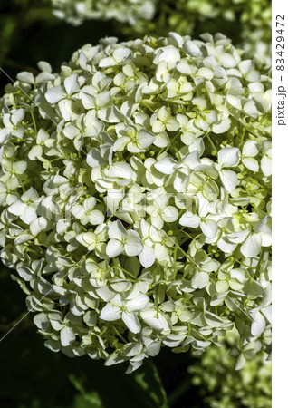 Hydrangea arborescens 'Annabelle' Hydrangea arborescens 'Annabelle' 83429472