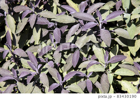 Sage (Salvia officinalis) Sage (Salvia officinalis) 83430190