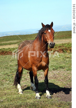 Semi wild brown Welsh horse cob pony on the Brecon Beacons National park, Wales, UK 83430191