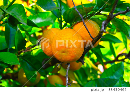 秋に実るみかん 83430465