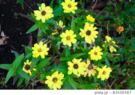 花壇に咲く花 花壇に咲く花 83430567