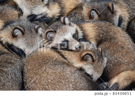 集まるタヌキ 83430651