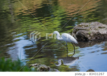 池のほとりで魚を狙うシラサギ、白い鳥、よく見かける鳥、白鷺、 83431267