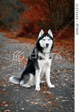 Siberian husky dog with blue eyes sits on a path in an autumn park and looks carefully ahead. Siberian husky dog with blue eyes sits on a path in an autumn park and looks carefully ahead. 83431272