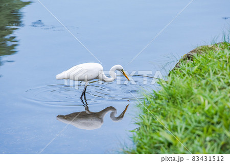 池のほとりで魚を狙うシラサギ、白い鳥、よく見かける鳥、白鷺、 池のほとりで魚を狙うシラサギ、白い鳥、よく見かける鳥、白鷺、 83431512
