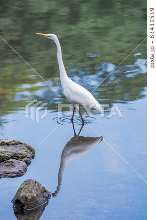 池のほとりで魚を狙うシラサギ、白い鳥、よく見かける鳥、白鷺、 池のほとりで魚を狙うシラサギ、白い鳥、よく見かける鳥、白鷺、 83431519